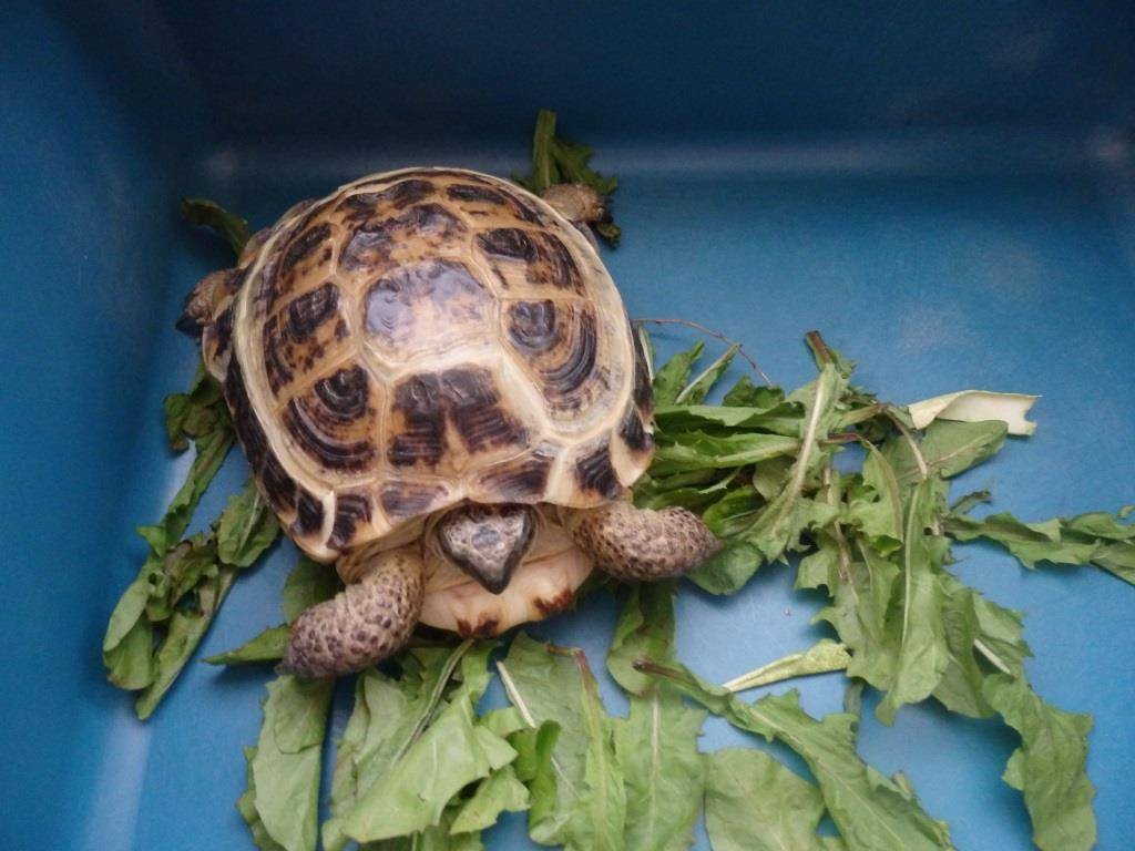 Как ухаживать за домашней черепахой — содержание, кормление и здоровье черепашки | вокруг нас