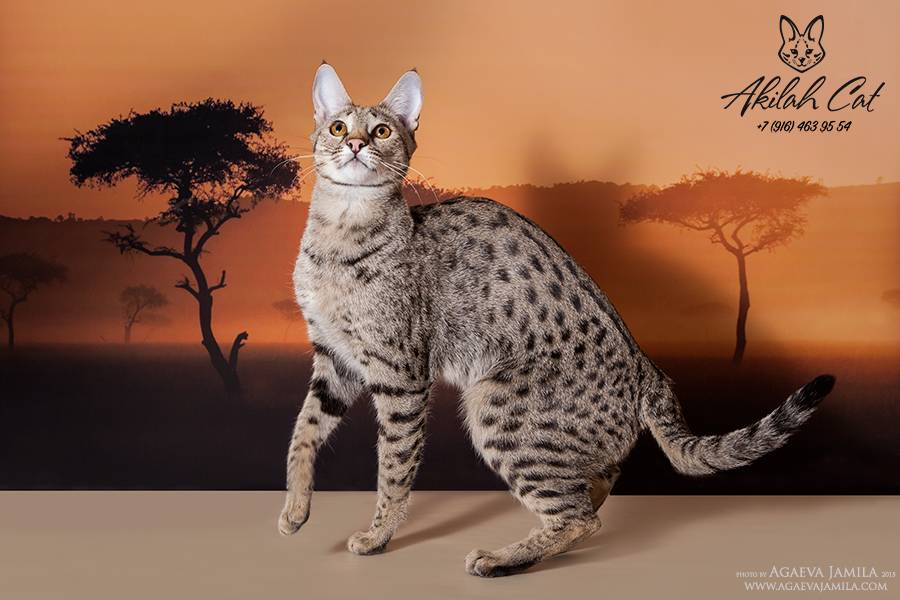 Кошка саванна: описание породы и характера, содержание и уход