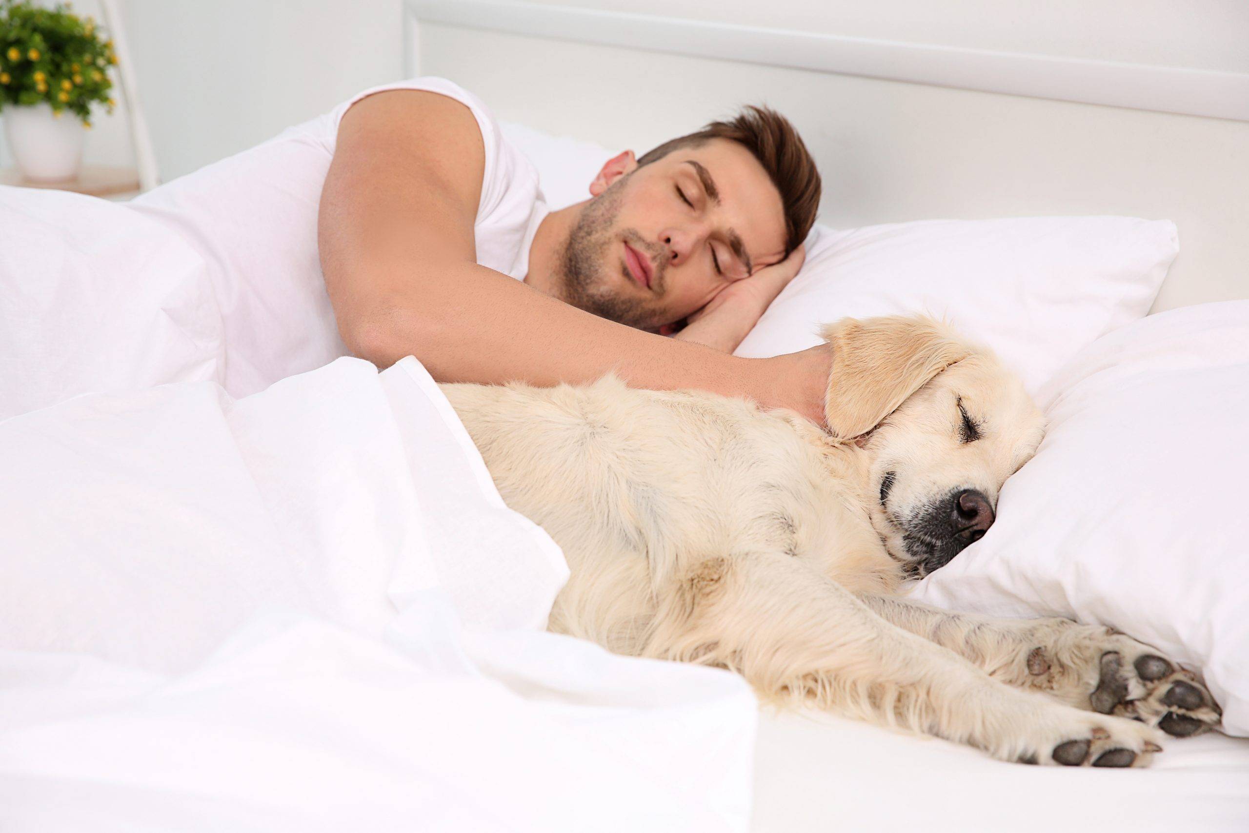 Опасно ли спать с собакой в одной постели?
