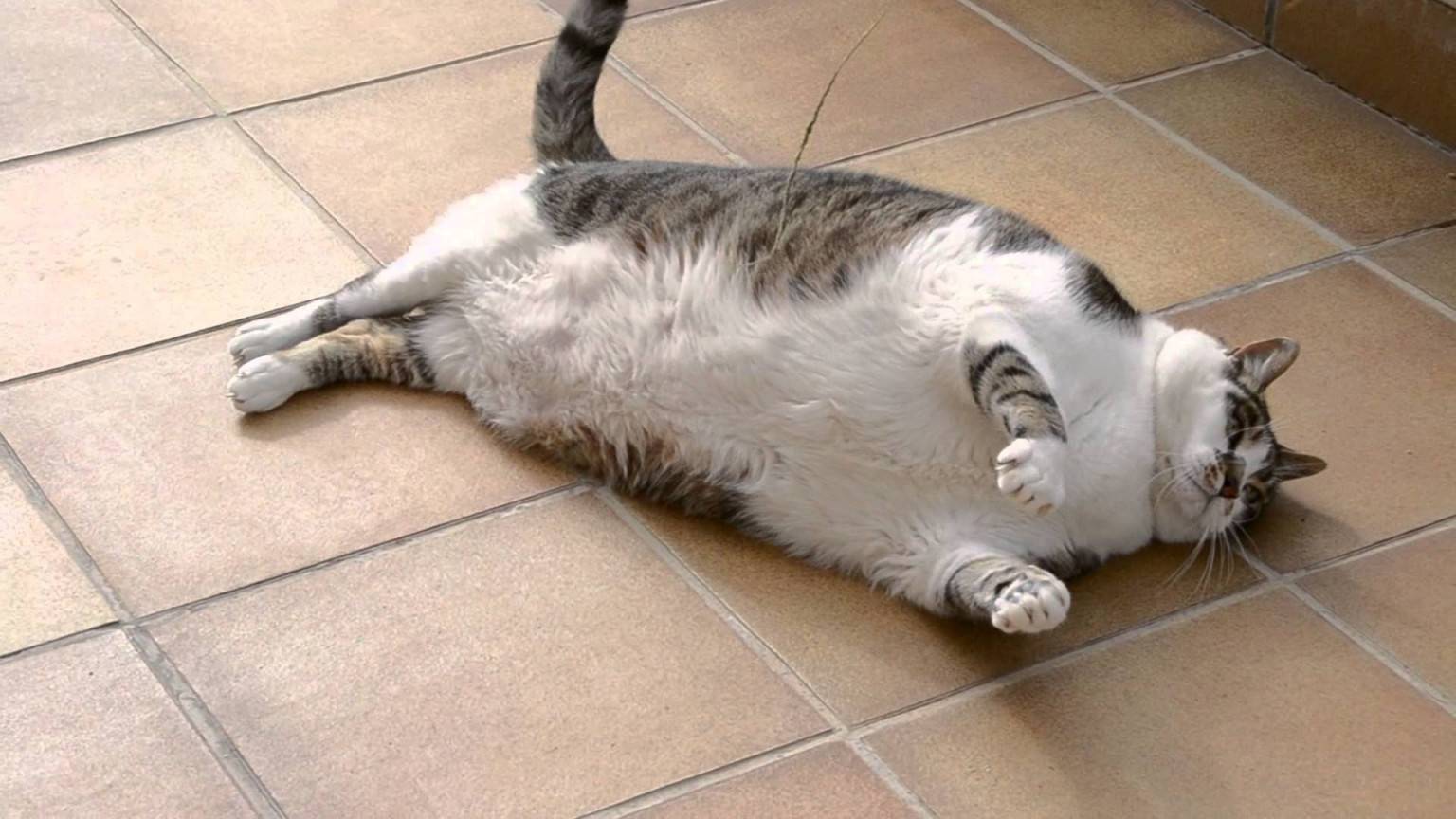 Сколько весит самый толстый кот в мире? топ самых больших котов в мире - новая медицина