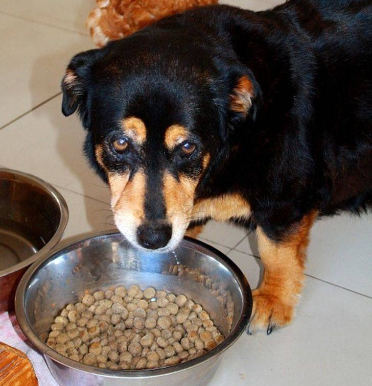 Почему собаки не едят сухие корма: что можно сделать хозяину в такой ситуации