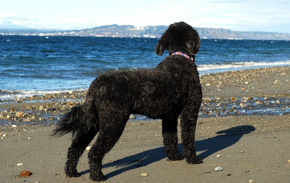 Характеристика португальской водяной породы собак: внешность и характер