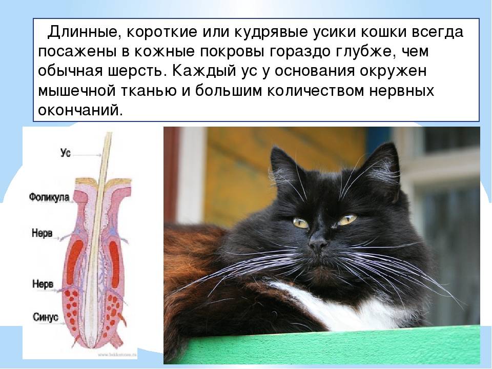 Включи почему кота