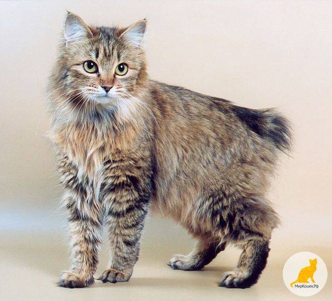 Подробное описание кошек породы японский бобтейл