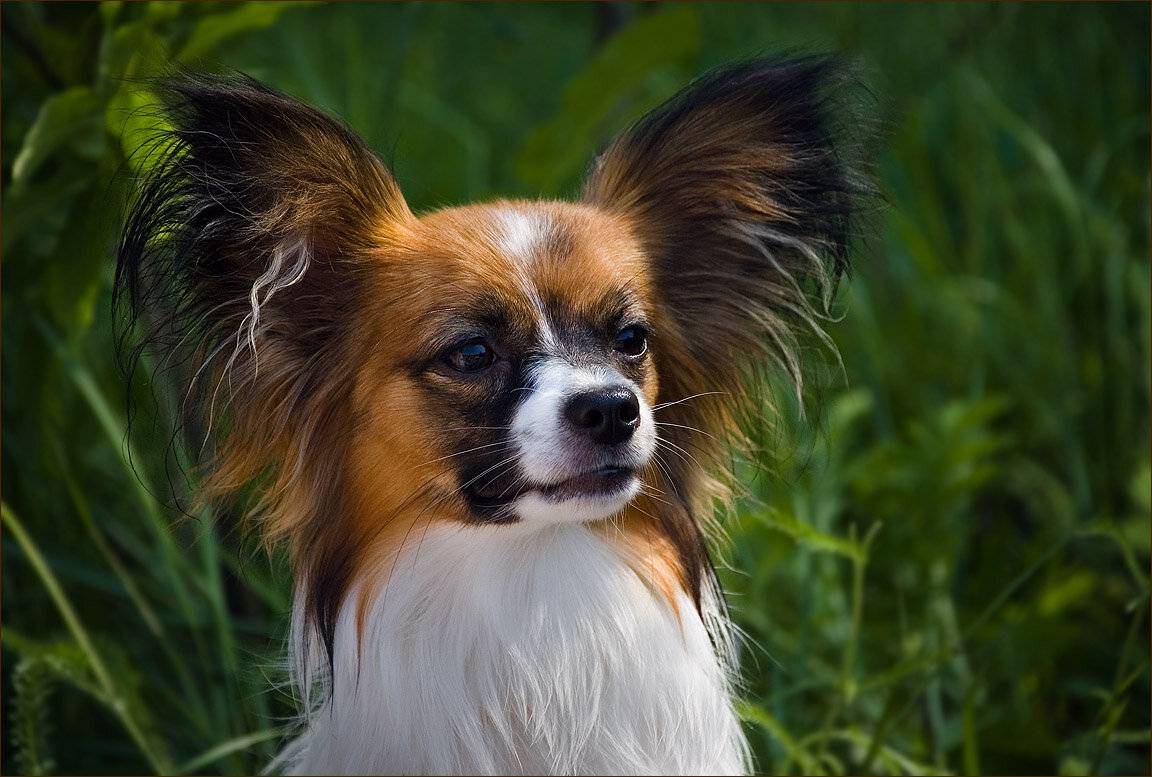 Папильон (фото): собака-бабочка с удивительным характером - kot-pes