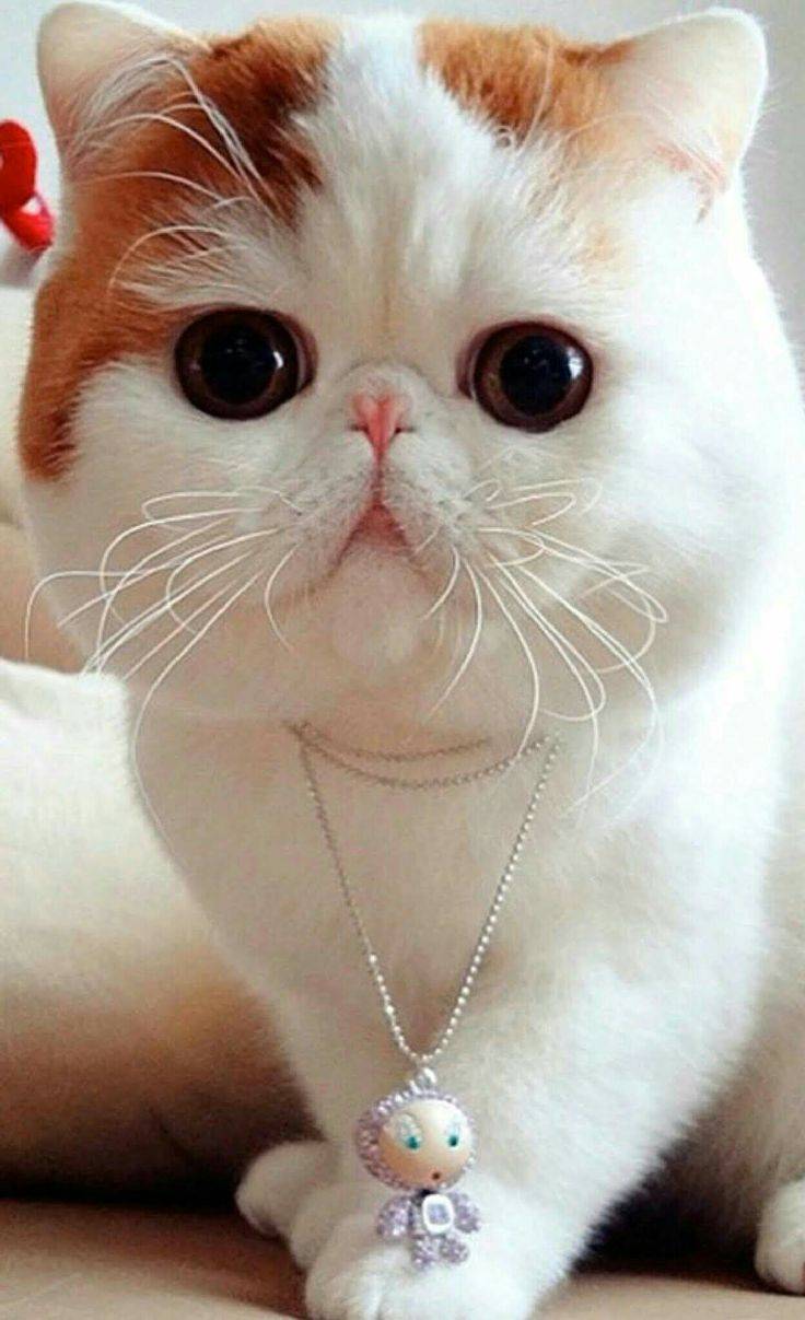 Породы милых котят: варианты с большими глазами и красивыми мордочками