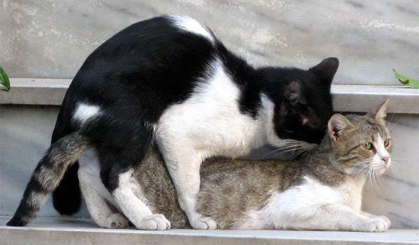 Как происходит первая вязка кота и кошки, советы хозяину