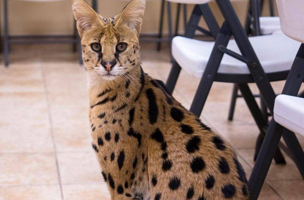 Сервал (африканская кошка): описание породы и характера, фото