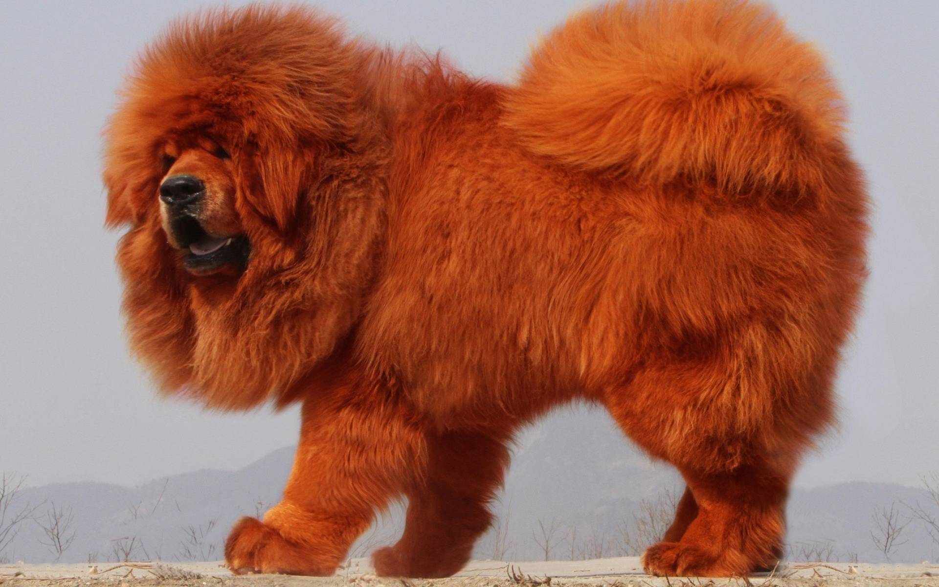 10 самых дорогих пород собак в мире: фото, сколько стоит, описание и характеристика