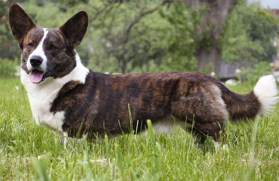 Породы собак с короткими лапами — обзор с фото и названиями