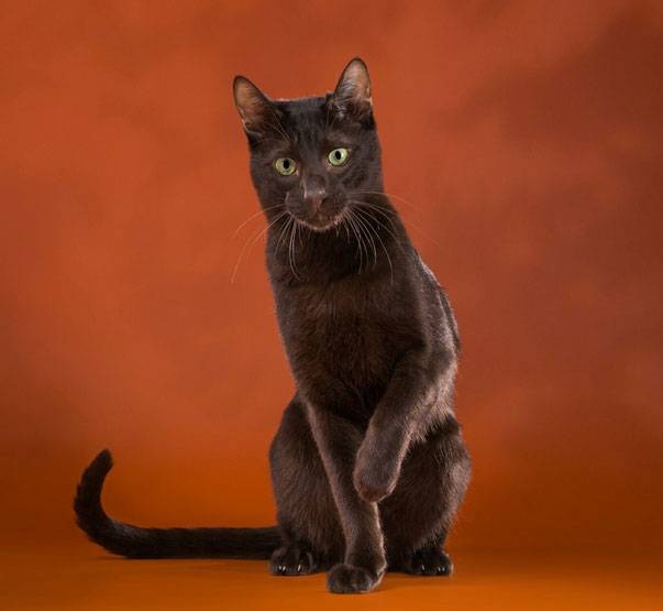 Порода кошек гавана браун — шоколадное совершенство