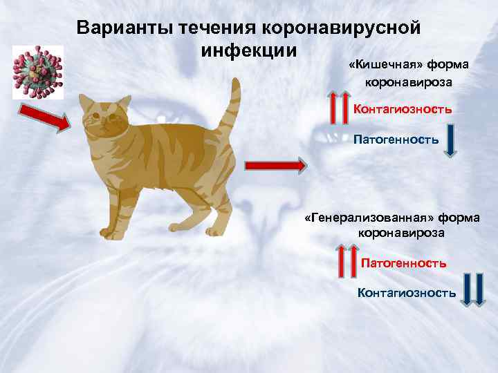 Инфекционный перитонит у кошек: виды заболевания, симптомы