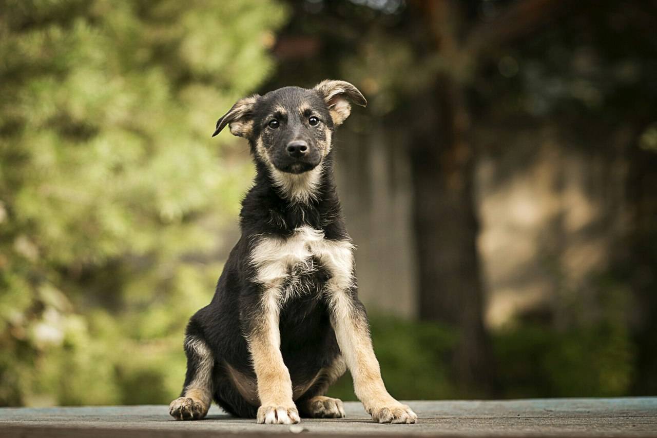 5 вариантов, как узнать породу собаки и щенка по внешнему виду