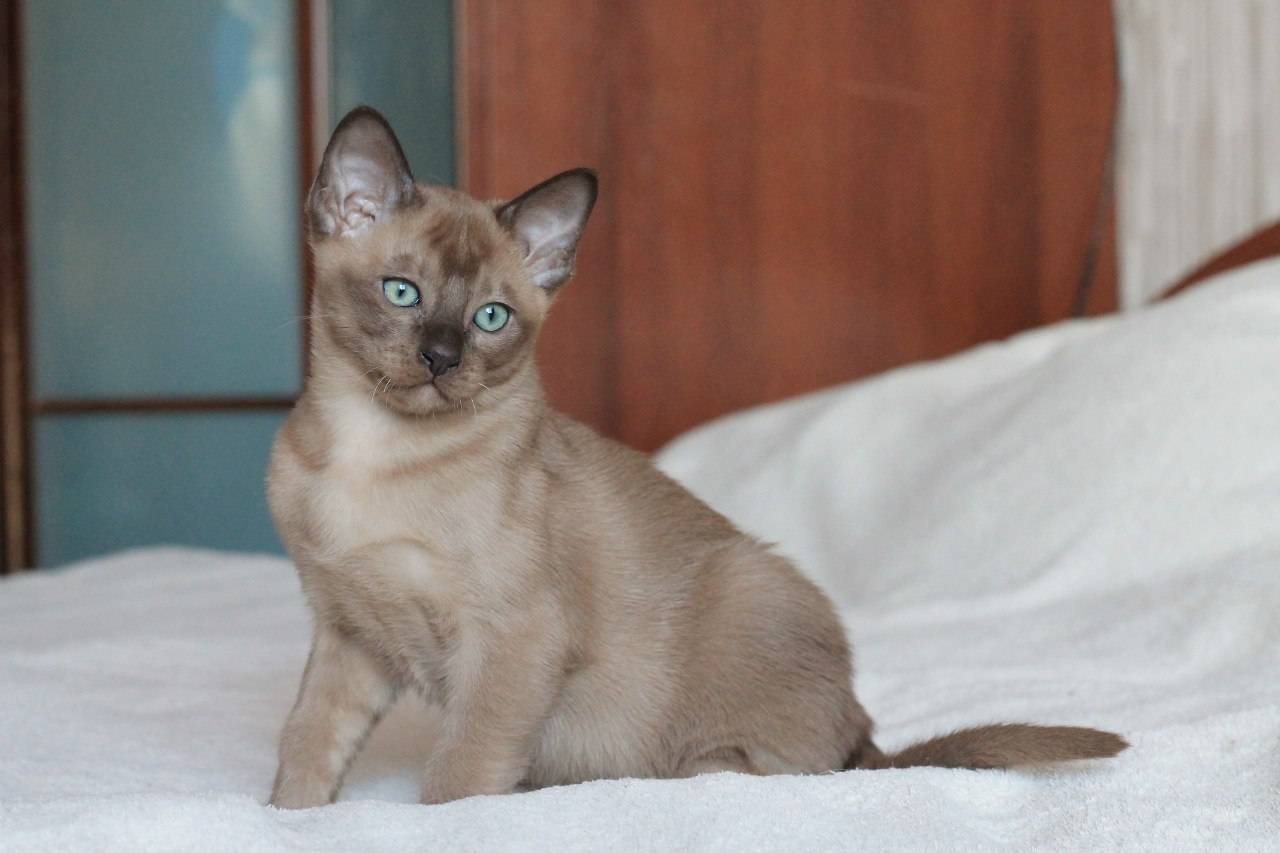 Тонкинская кошка: описание породы и фото, как ухаживать и содержать питомца, отзывы владельцев