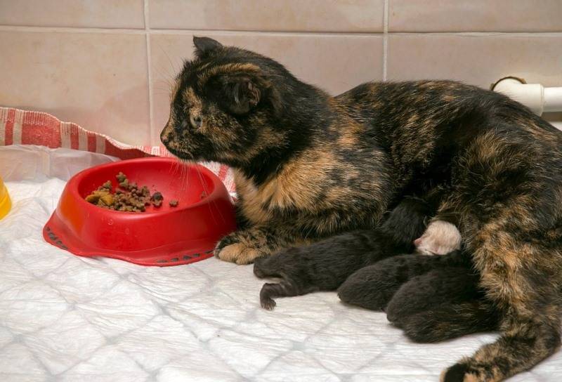 Как заставить кота кушать после болезни – 4 способа принудительного кормления питомца