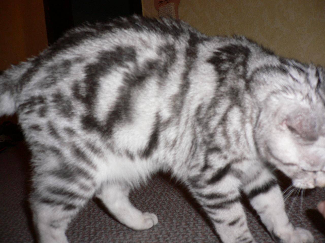 У котенка животик висит как мешок. курдюк у кота: нормы и признаки патологии
