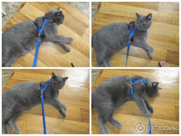 Как правильно выбрать и надеть шлейку для кошки