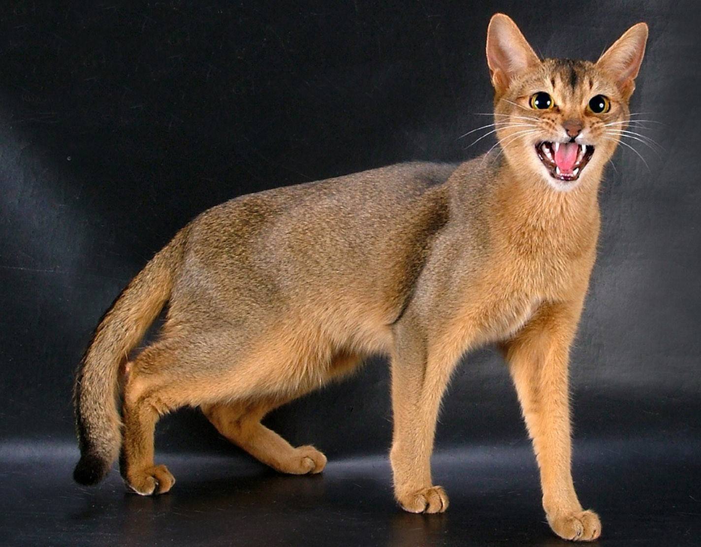 Абиссинская кошка: описание, характер, окрасы с фото