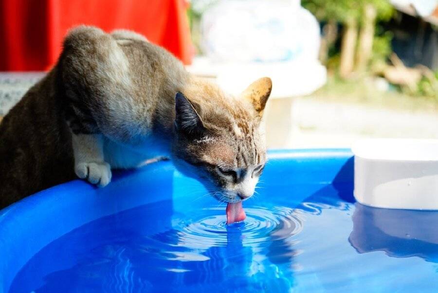 Сколько кошка (кот) может прожить без еды и воды