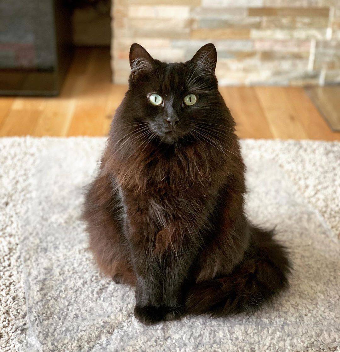 Йоркская шоколадная кошка — описание породы