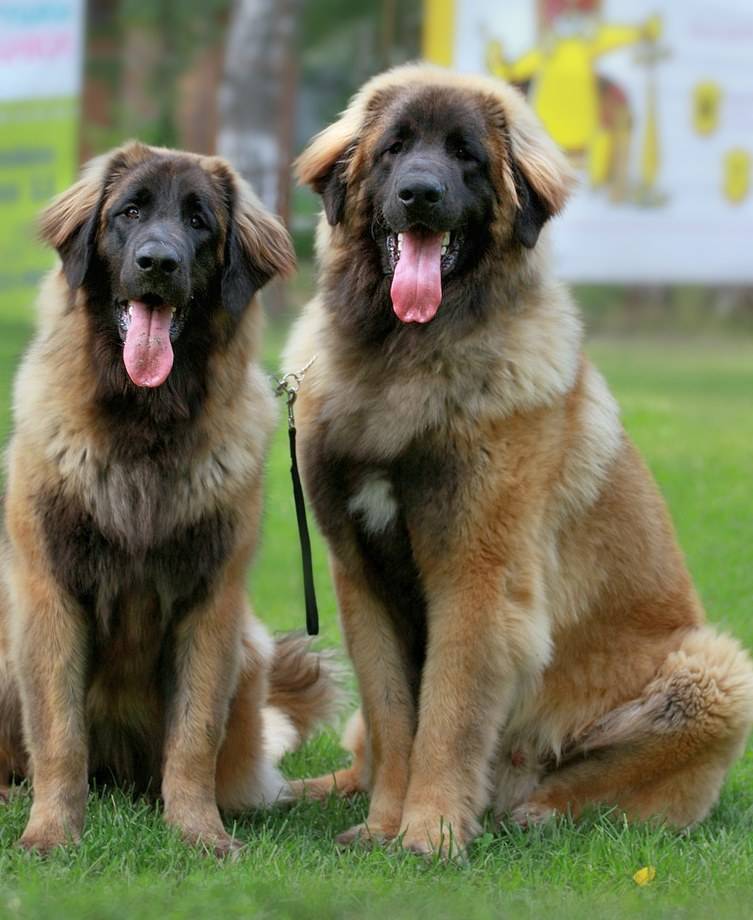 История собак леонбергеров, особенности внешности и характера породы