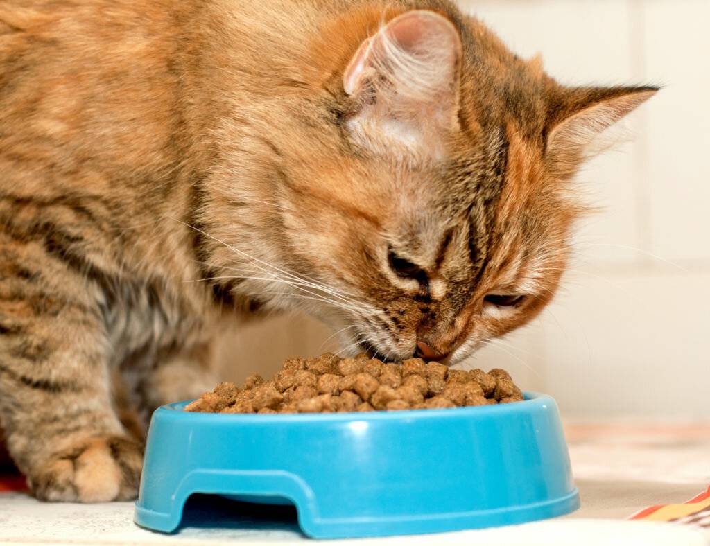 Что делать с котом в жару: можно ли мочить, чем кормить и другие варианты