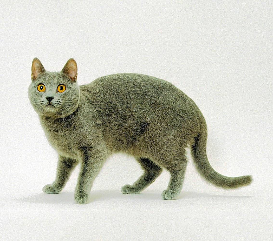 Шартрез (кошка): фото, цена, описание породы, характер