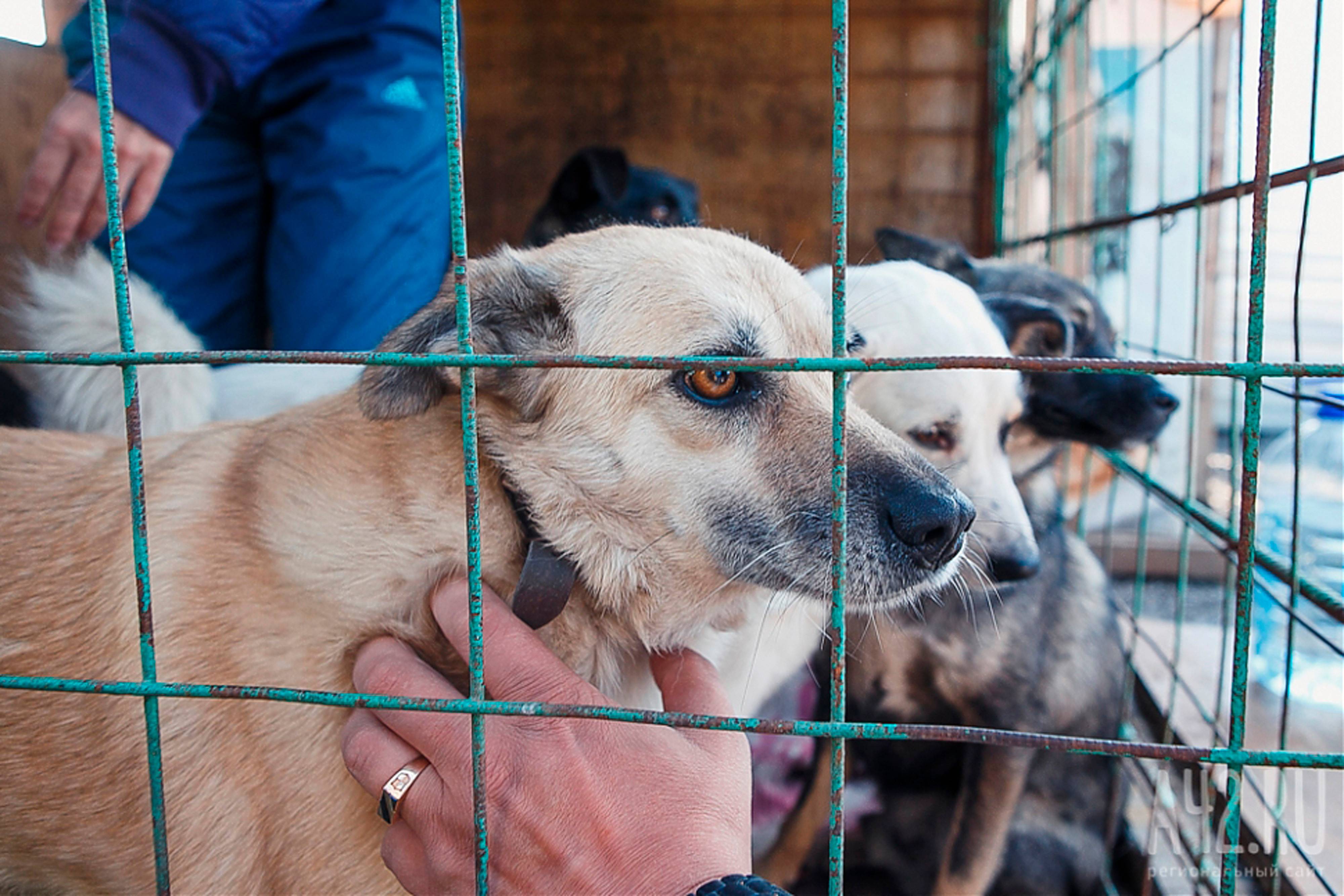 Собачий приют для бездомных собак: назначение, за какие деньги существует
