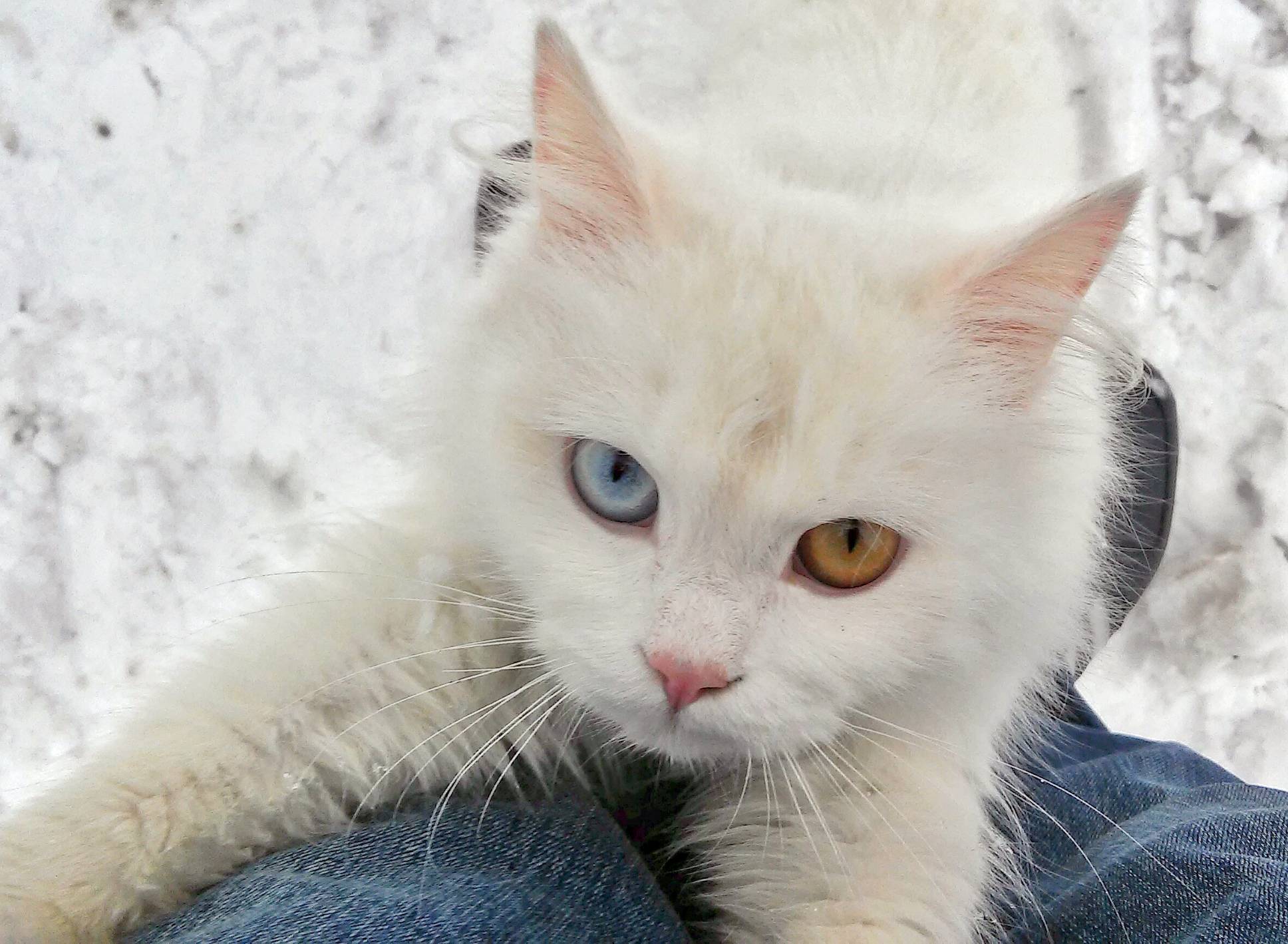 Кошки с глазами разного цвета (31 фото): описание белых и черных котов с гетерохромией. список пород котят с разноцветными глазами