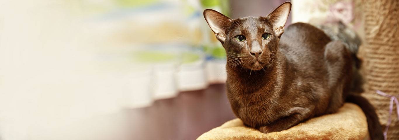 Кошка гавана браун: описание ориентальной породы