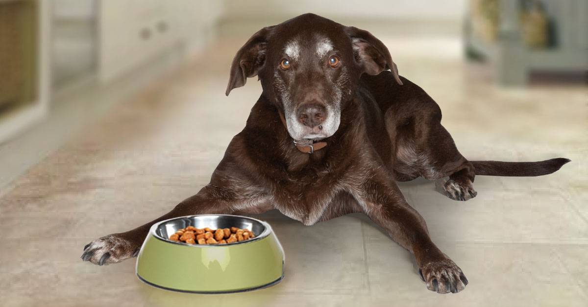 Чем кормить собаку: особенности питания и рациона питомца