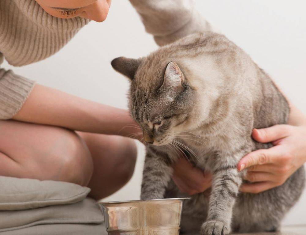 Рвота у котенка: почему и что делать при тошноте