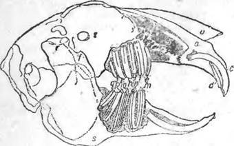 Анатомия кролика: строение скелета и внутренних органов, особенности физиологии, фото