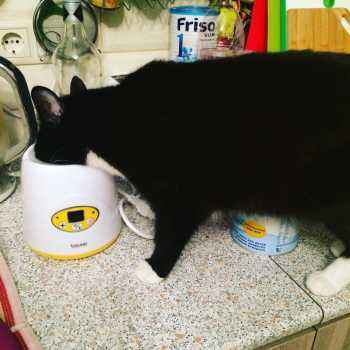 Кошка не пьет воду после стерилизации: причины, что делать