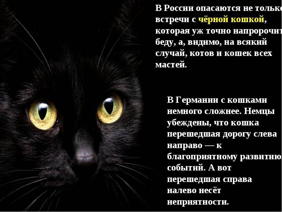 Трехцветная кошка: приметы в доме, поверья и суеверия на улице, и к чему, если пришла на порог, приносит ли счастье?