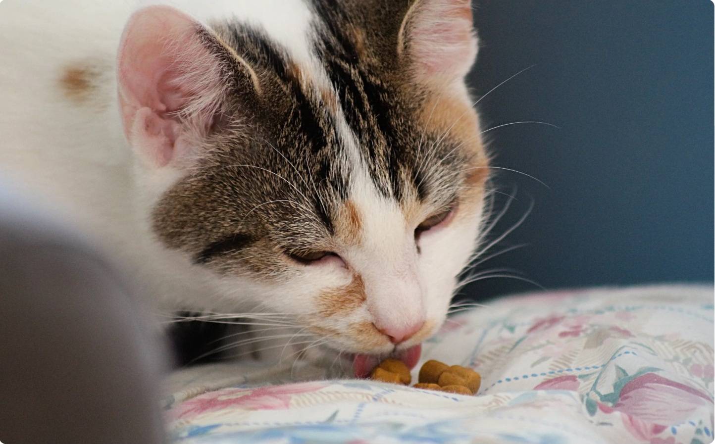 8 типичных ошибок хозяина, которые сокращают жизнь кошки