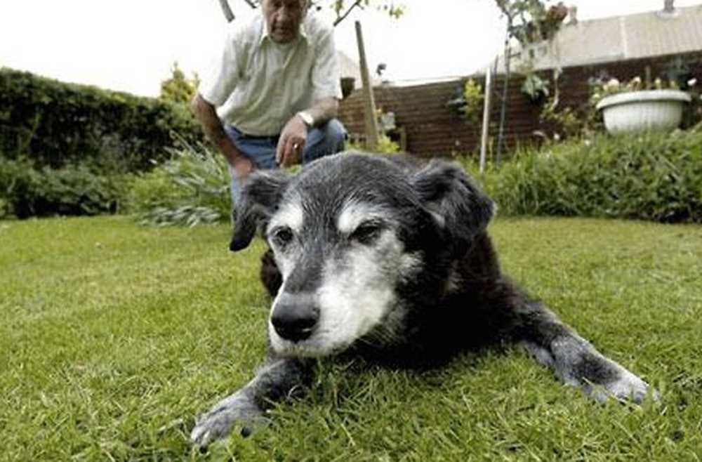 Сколько лет живут собаки? топ-10 пород собак-долгожителей | животные
