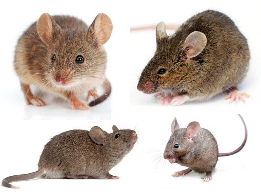 Виды крыс с фото и названиями, описание особенностей