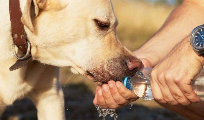 Почему собака много пьёт воды и часто ходит в туалет (причины и лечение)