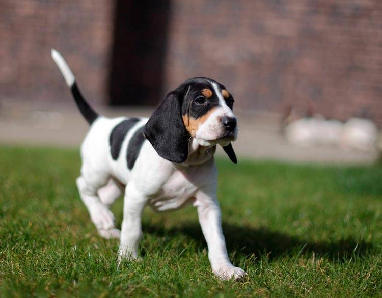 Лучшие помощники на охоте: топ-30 гончих пород собак с названиями и фото