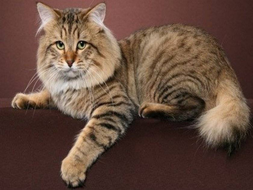 Американский бобтейл: описание породы кошек, характер, отзывы, фото