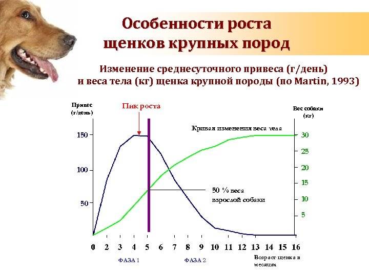 Продолжительность жизни собаки: сколько живут разные породы