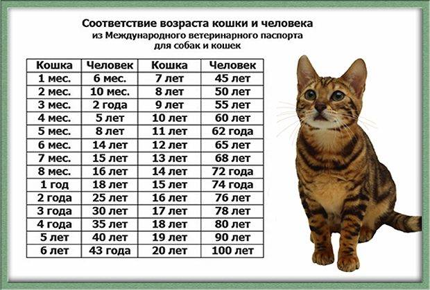 Как определить возраст кота или кошки по внешним признакам — pet-mir.ru