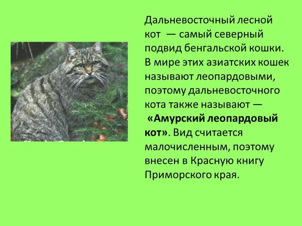 Амурский лесной кот: сообщение об усатой «золушке. амурский лесной кот: описание вида