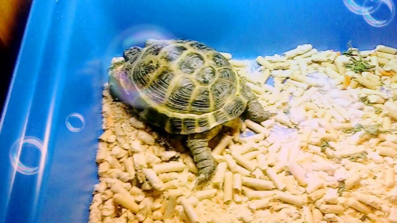 Уход за сухопутной черепахой в домашних условиях