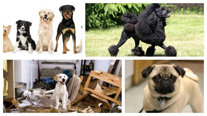 Породы собак для квартиры — описание породы собак