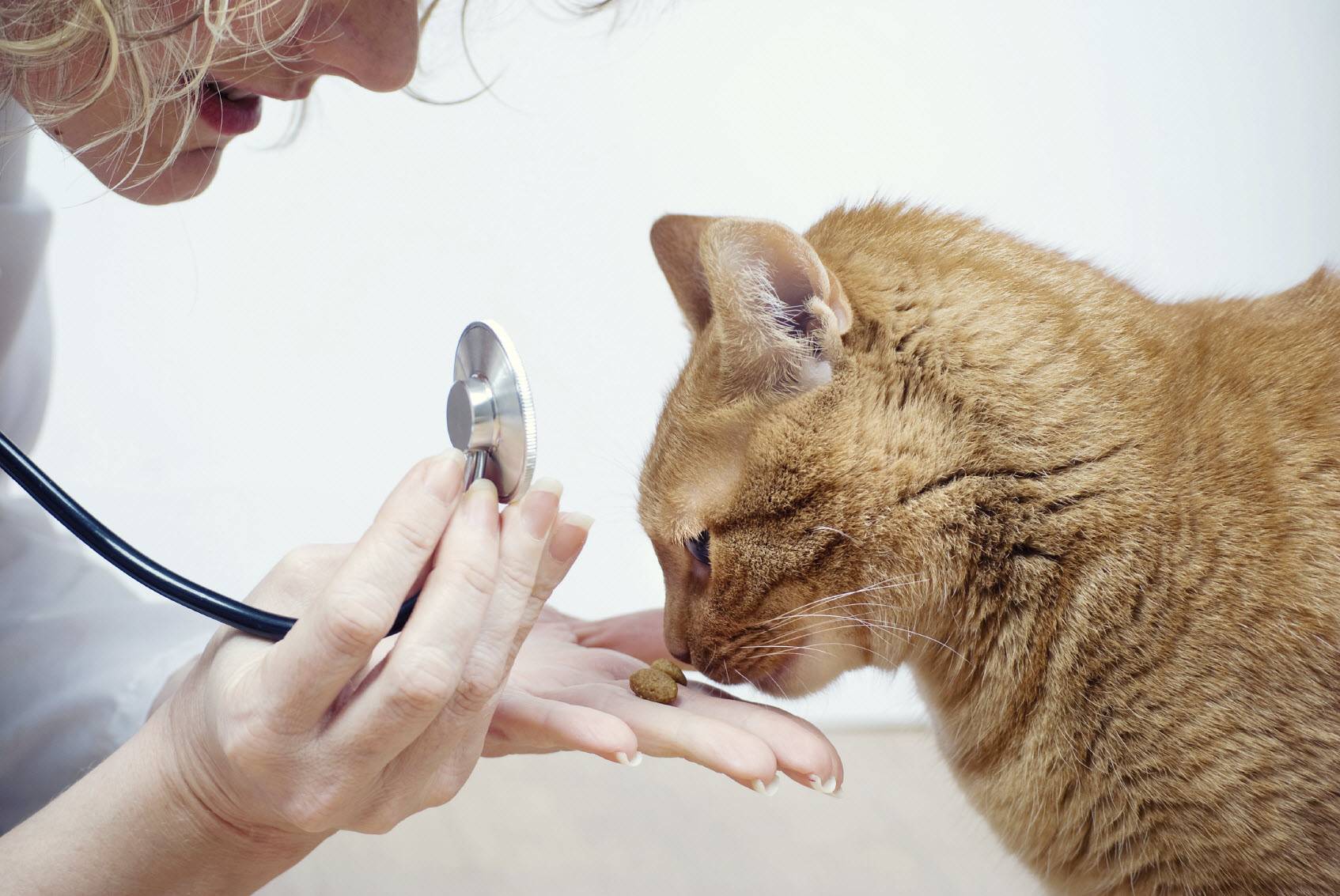 Цистит у домашнего кота: симптомы, профилактика и лечение