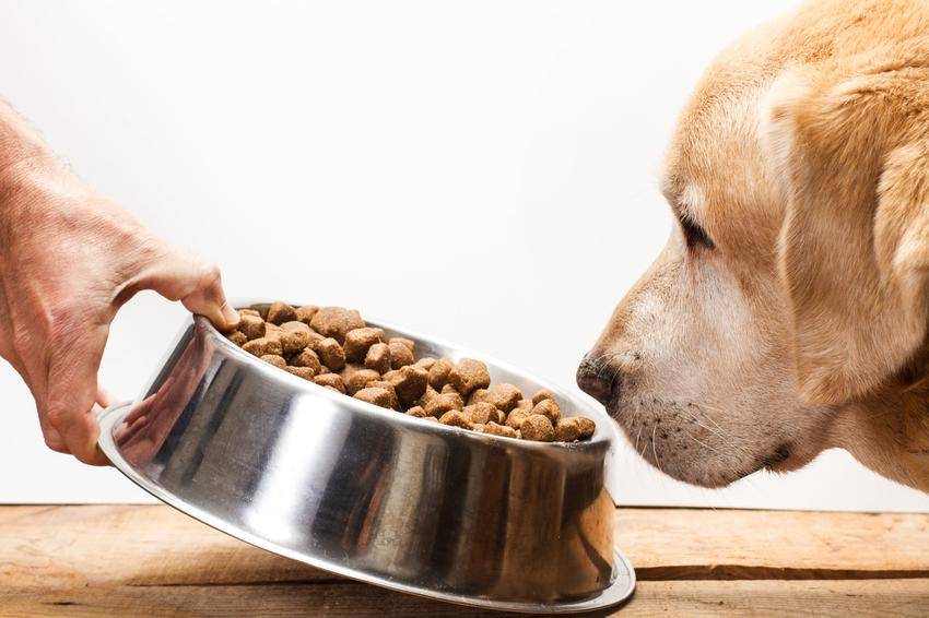 Особенности питания щенка сухим кормом