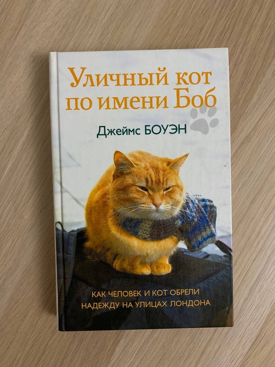 Какая память у котов? — обсуждение в группе "кошки" | птичка.ру