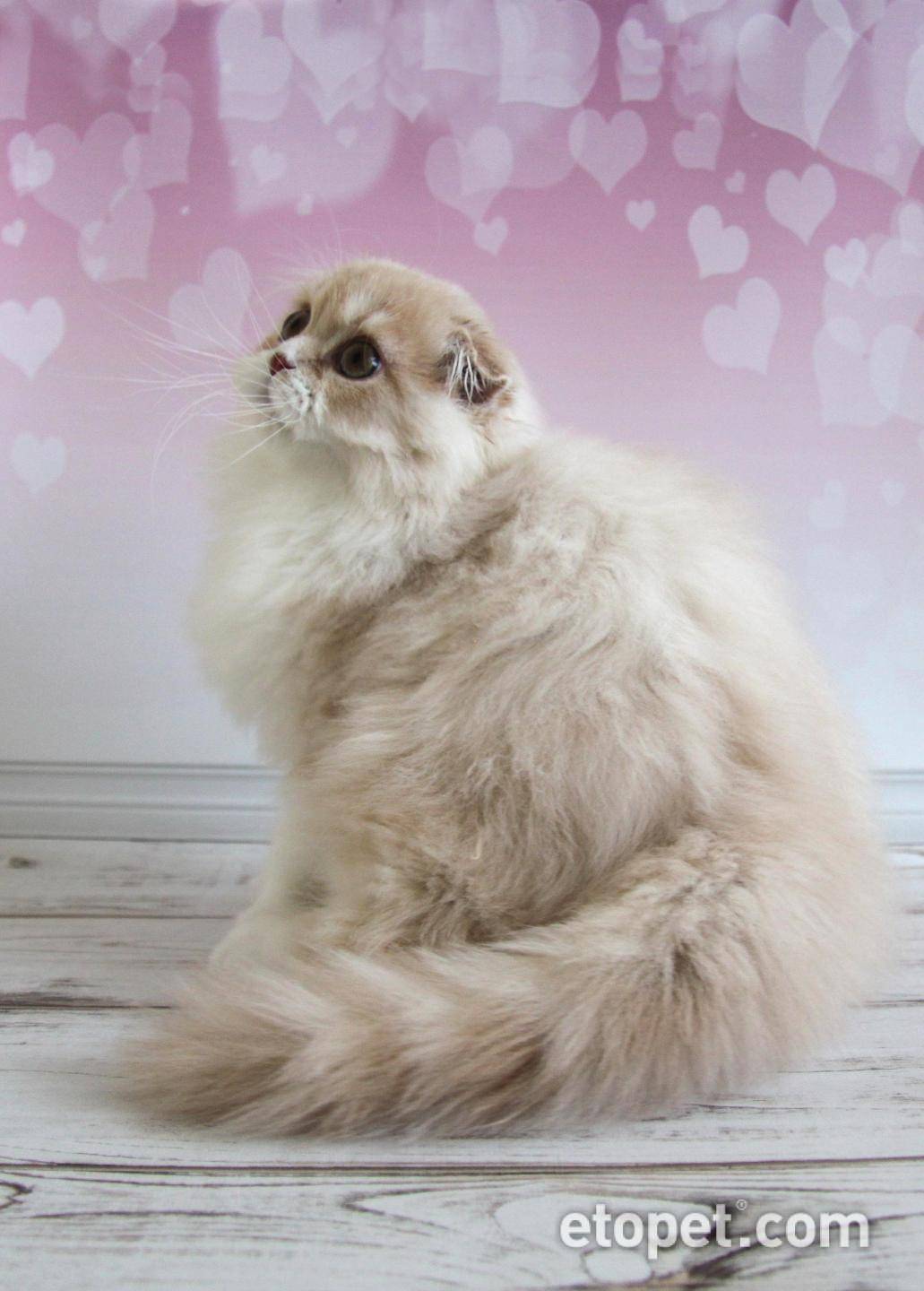 Шотландская вислоухая кошка - 100 фото и видео описание популярной породы